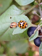 Harmonia axyridis