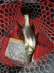 Centropomus pectinatus