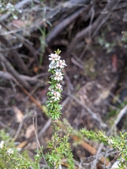 Taxandria parviceps