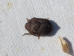 Psacasta tuberculata