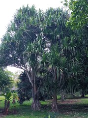 Pandanus conglomeratus