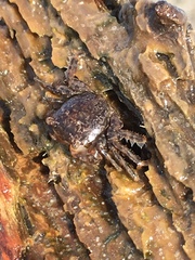 Grapsidae