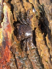 Grapsidae