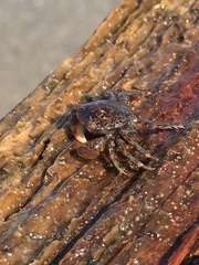 Grapsidae