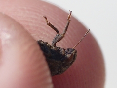 Psacasta tuberculata