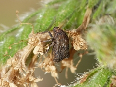 Psacasta tuberculata