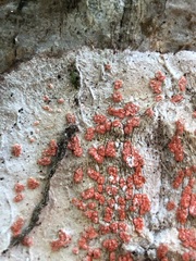 Arthonia cinnabarina