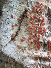 Arthonia cinnabarina
