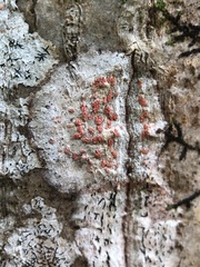 Arthonia cinnabarina