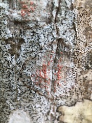 Arthonia cinnabarina