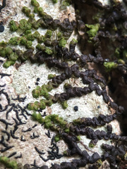 Arthonia cinnabarina