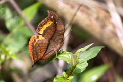 Precis tugela tugela