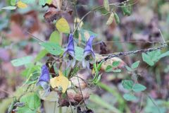 Aconitum stoloniferum