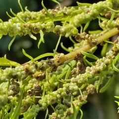 Dysphania ambrosioides