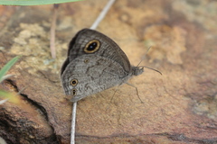 Ypthima norma