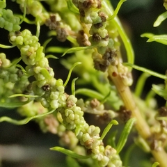 Dysphania ambrosioides