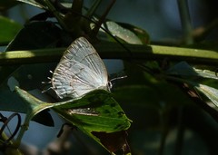 Symbiopsis lenitas