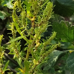 Dysphania ambrosioides