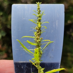 Dysphania ambrosioides