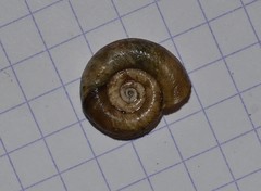 Planorbis planorbis
