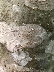 Arthonia cinnabarina