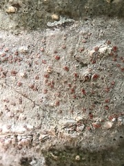 Arthonia cinnabarina