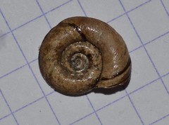 Planorbis planorbis