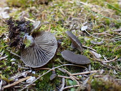 Arrhenia acerosa