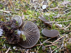 Arrhenia acerosa