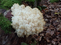 Hericium alpestre