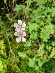 Geranium ornithopodon