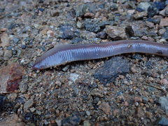 Lumbricus badensis
