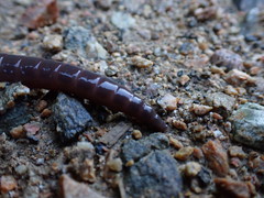 Lumbricus badensis