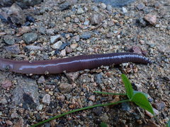 Lumbricus badensis