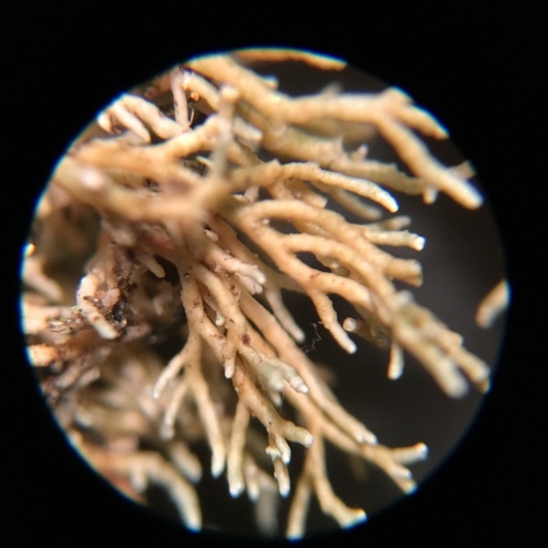 Sphaerophorus globosus image