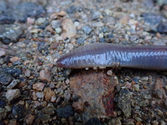 Lumbricus badensis