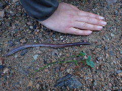 Lumbricus badensis