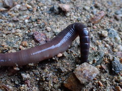 Lumbricus badensis