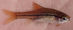 Enteromius multilineatus