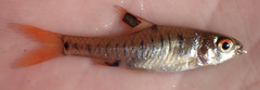 Enteromius fasciolatus