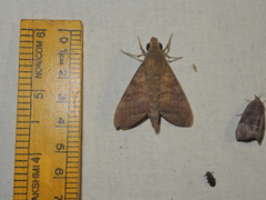 Nephele hespera