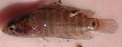 Microctenopoma intermedium