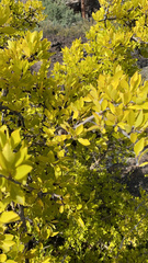 Forestiera pubescens pubescens