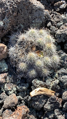 Forestiera pubescens pubescens