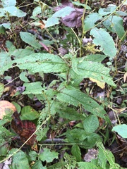 Eupatorium × truncatum