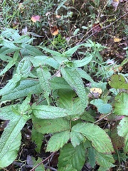 Eupatorium × truncatum