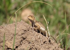 Agama aculeata distanti