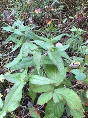Eupatorium × truncatum