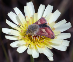Heliolonche joaquinensis