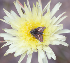 Heliolonche joaquinensis